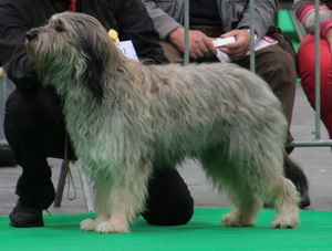 Comet de Campdura Maastricht 2014 300 pix